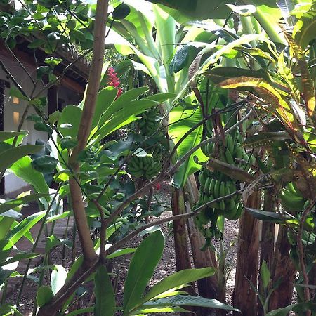Portal De La Marquesa Hotel Mompos Exterior photo Ginger plants