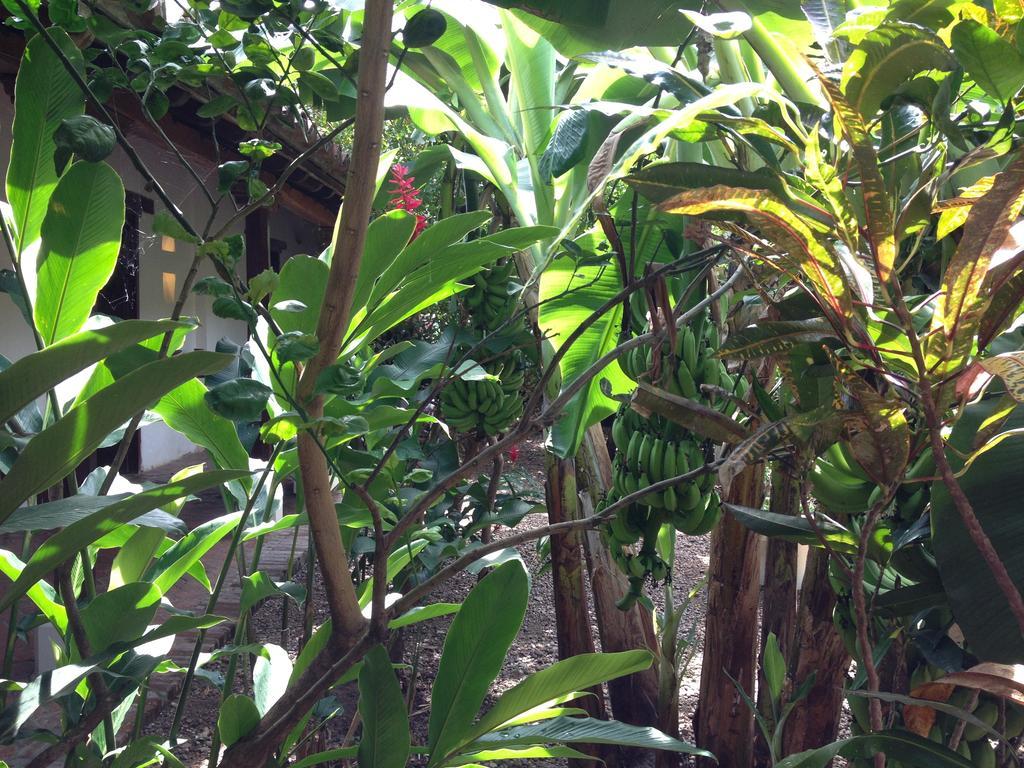 Portal De La Marquesa Hotel Mompos Exterior photo Ginger plants
