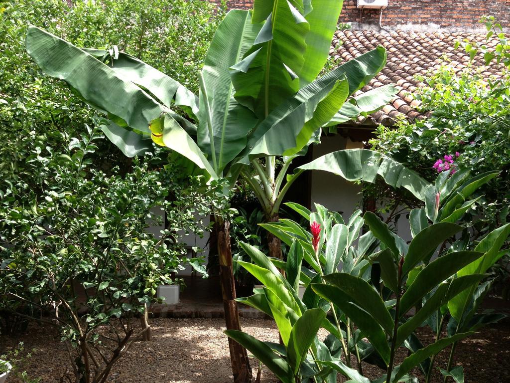 Portal De La Marquesa Hotel Mompos Exterior photo Banana tree